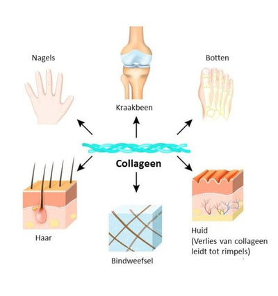 Collagen supplement